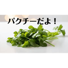 [LINEスタンプ] 陽気なパクチー