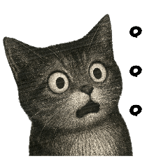 [LINEスタンプ] 絶望！びっくり猫スタンプ