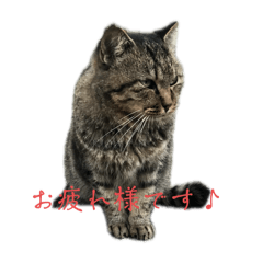 [LINEスタンプ] 保護猫ちゃんが思う。❶