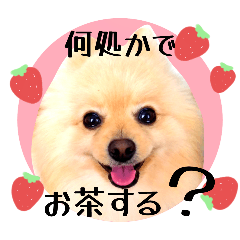 [LINEスタンプ] 笑顔♡春♡ポメ推しスタンプ