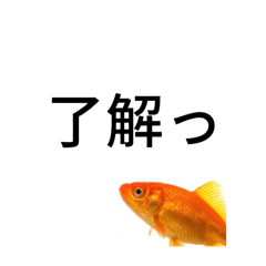 [LINEスタンプ] 金魚のおもしろスタンプ