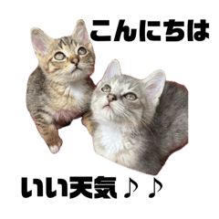 [LINEスタンプ] 髙橋にゃんこ大集合