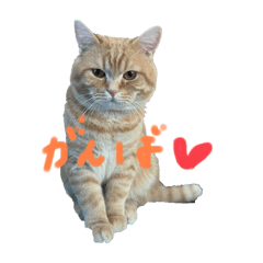 [LINEスタンプ] ねこのぶんぞうスタンプ
