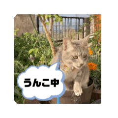 [LINEスタンプ] 髙橋にゃんこ大集合②！