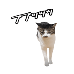 [LINEスタンプ] おなら猫トンボ先生①