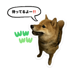 [LINEスタンプ] たけしまるの日常3の画像（メイン）