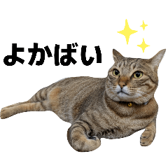 [LINEスタンプ] キジトラねこの気持ち③【熊本弁で話そ♪】