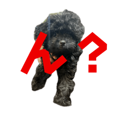 [LINEスタンプ] ブラッキーの成長 1