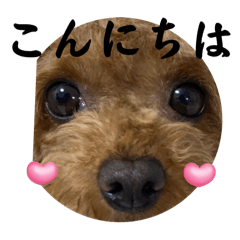 [LINEスタンプ] ごんとももの日常16
