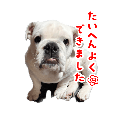 [LINEスタンプ] ライオン蘭丸武丸の使えるスタンプ