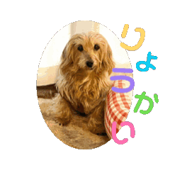 [LINEスタンプ] 我が家の愛犬vivi