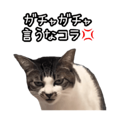 [LINEスタンプ] おなら猫トンボ先生②
