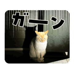 [LINEスタンプ] ハク(猫)の日常