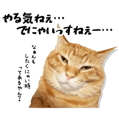 [LINEスタンプ] 個性豊かな8猫家族