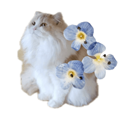 [LINEスタンプ] 我が家の癒しねこたち。