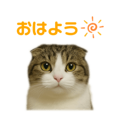 [LINEスタンプ] ちょた①の画像（メイン）