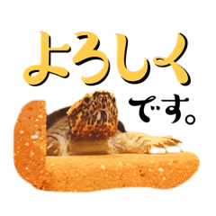 [LINEスタンプ] どろろからの伝言。