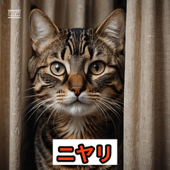 [LINEスタンプ] にゃんこ感情表現