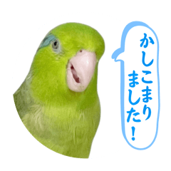 [LINEスタンプ] マメルリハ達25
