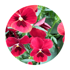[LINEスタンプ] 日本の春の花