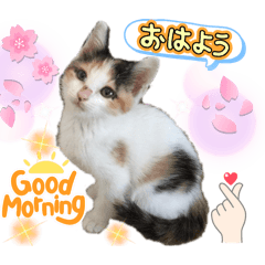 [LINEスタンプ] 20ニャンズの毎日