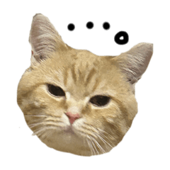 [LINEスタンプ] ぶんぞう（ねこ）の日常