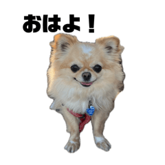 [LINEスタンプ] 愛犬ラテのスタンプ②