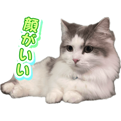 [LINEスタンプ] 猫ズ1
