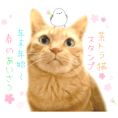 [LINEスタンプ] 年末年始～春のあいさつ ✿ 茶トラ スタンプ