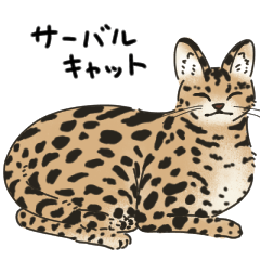 [LINEスタンプ] サーバルキャットの敬語スタンプ