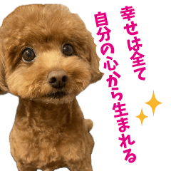 [LINEスタンプ] 実家の犬スタンプ〜素敵〜