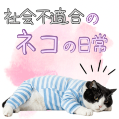 [LINEスタンプ] 社会不適合 ハチワレ猫