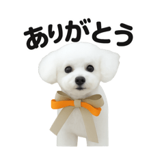 [LINEスタンプ] 可愛い^ ^トイプードル