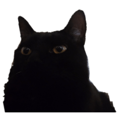 [LINEスタンプ] 黒猫すすの汎用性が高い便利スタンプ