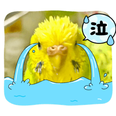 [LINEスタンプ] ソラミとヤマトの可愛いスタンプ