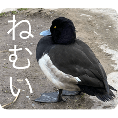 [LINEスタンプ] 僕に名前はキンクリハジロ。知ってた？