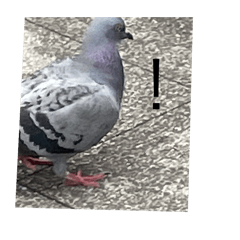 [LINEスタンプ] 写真の鳩