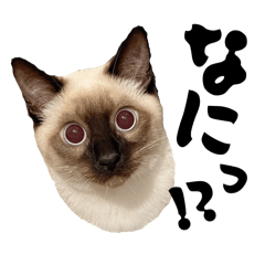 [LINEスタンプ] シャム猫レイくん