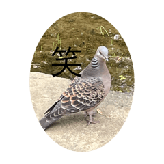 [LINEスタンプ] 写真の鳩2