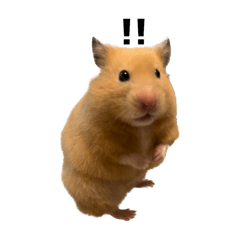 [LINEスタンプ] キンクマハムスター⭐︎ぐら