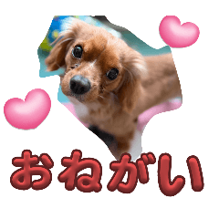 [LINEスタンプ] 犬猫と赤ちゃん