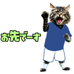 [LINEスタンプ] ニャンコのサッカー 猫 ネコ 日常