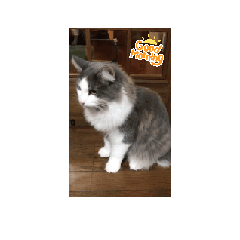 [LINEスタンプ] ニャンズの相棒