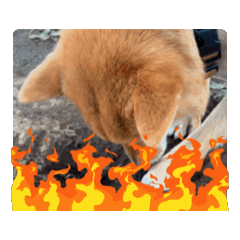 [LINEスタンプ] 柴犬ちゃん2