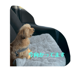 [LINEスタンプ] モカスタンプ20250421
