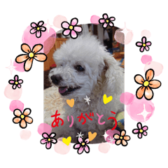 [LINEスタンプ] といぷーどる、、、