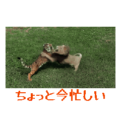 [LINEスタンプ] リアルな動く動物スタンプ