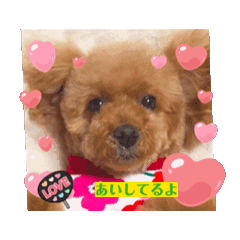 [LINEスタンプ] P P Poodle 可愛いトイプードル