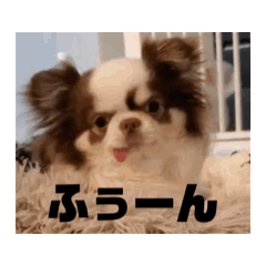 [LINEスタンプ] べるもぐららちゃん