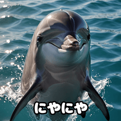 [LINEスタンプ] 表情ゆたかイルカ